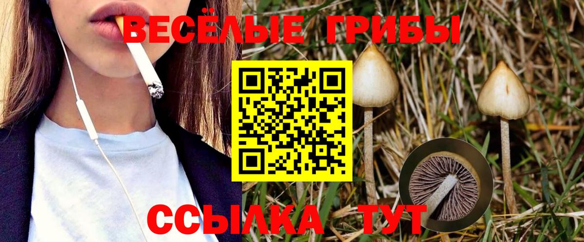 Малгобек  Псилоцибиновые грибы мицелий  Вход с VPN 